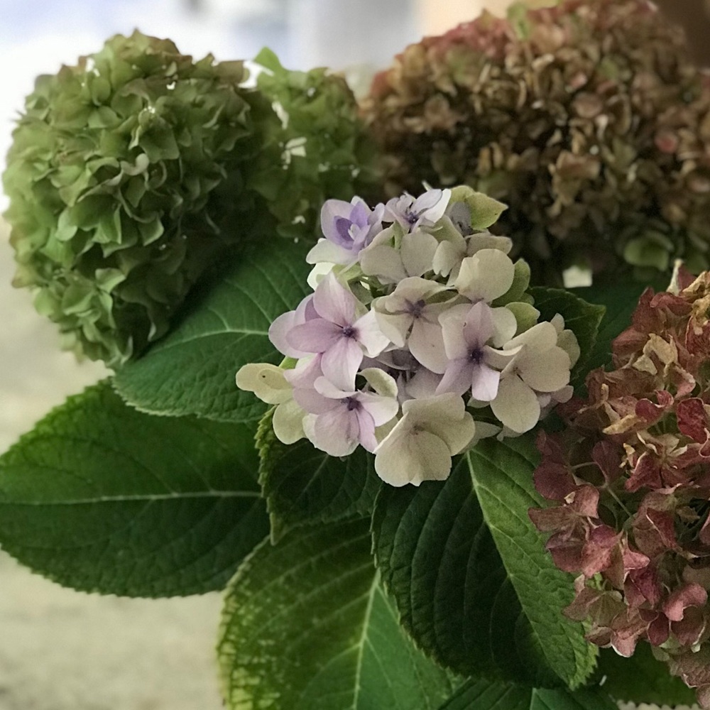 Meet your Posher, Erica